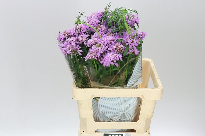 <h4>Scabiosa Atr Fabienne</h4>