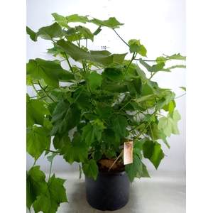 Sparrmannia africana