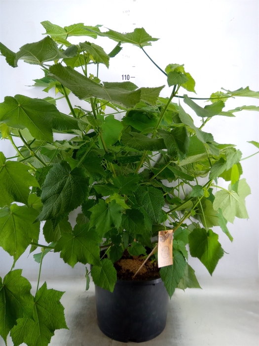 <h4>Sparrmannia africana</h4>