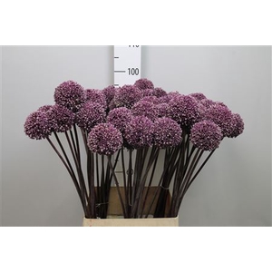Allium Summer Drumme