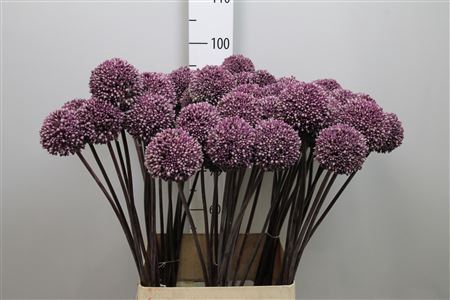 <h4>Allium Summer Drumme</h4>