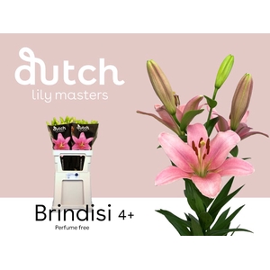 Li La Brindisi 4+ Lily Master