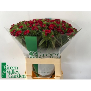 Di Barbatus Will Red Green Valley