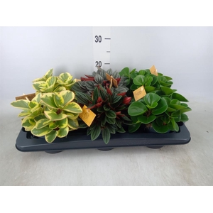 Peperomia   ...mix
