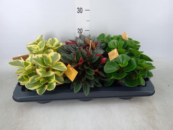 <h4>Peperomia   ...mix</h4>