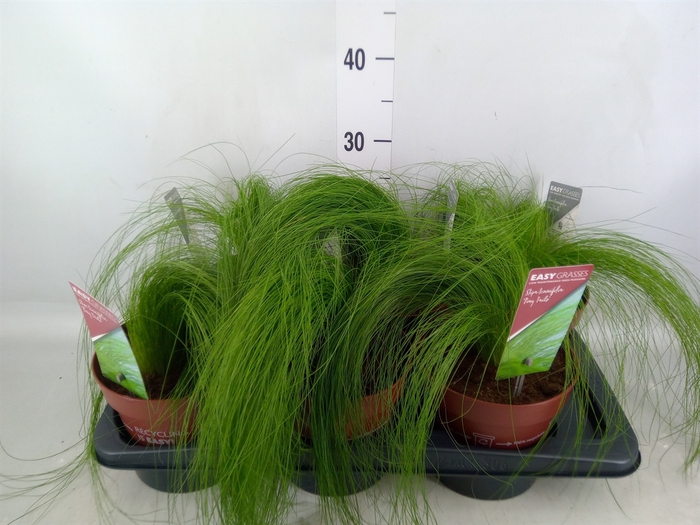 <h4>Stipa tenuifolia</h4>