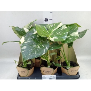 Monstera delic. 'Thai Constellatio'