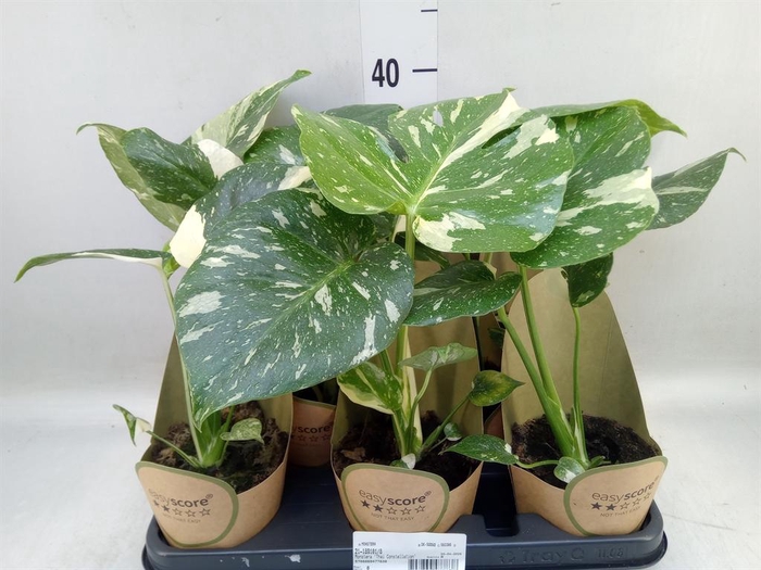 <h4>Monstera delic. 'Thai Constellatio'</h4>