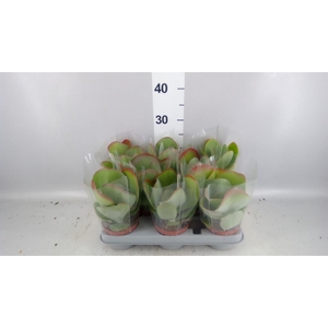 Kalanchoe NF thyrsiflora 'Red Lips'