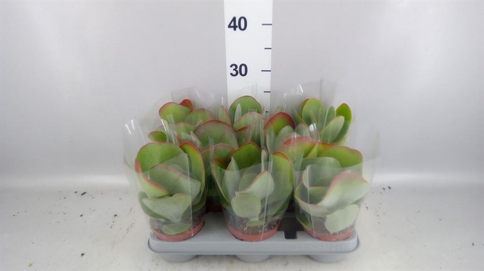 <h4>Kalanchoe NF thyrsiflora 'Red Lips'</h4>