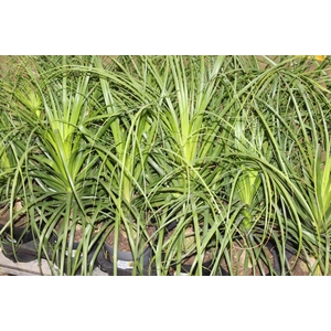 BEAUCARNEA P17