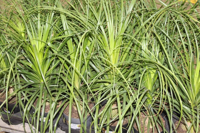<h4>BEAUCARNEA P17</h4>