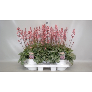 Heuchera  'Paris'