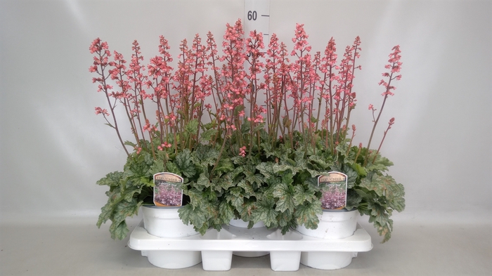 <h4>Heuchera  'Paris'</h4>