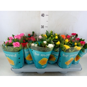 Rosa  'Beau Monde'   ...mix