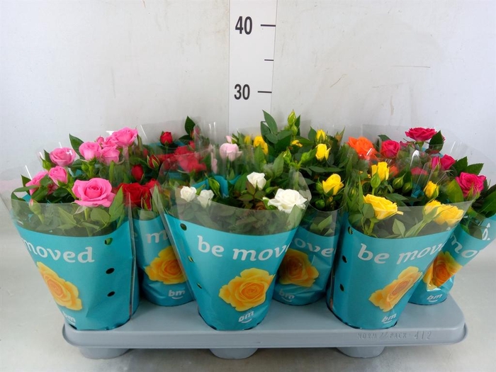 <h4>Rosa  'Beau Monde'   ...mix</h4>