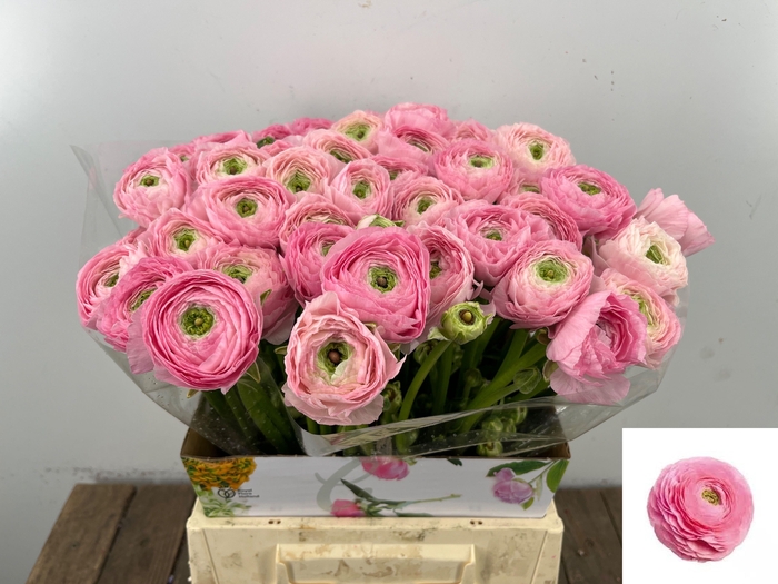 <h4>RANUNCULUS OV</h4>