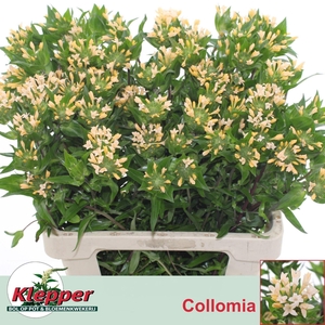 COLLOMIA GRANDIFLORA COLLOMIA GRAND