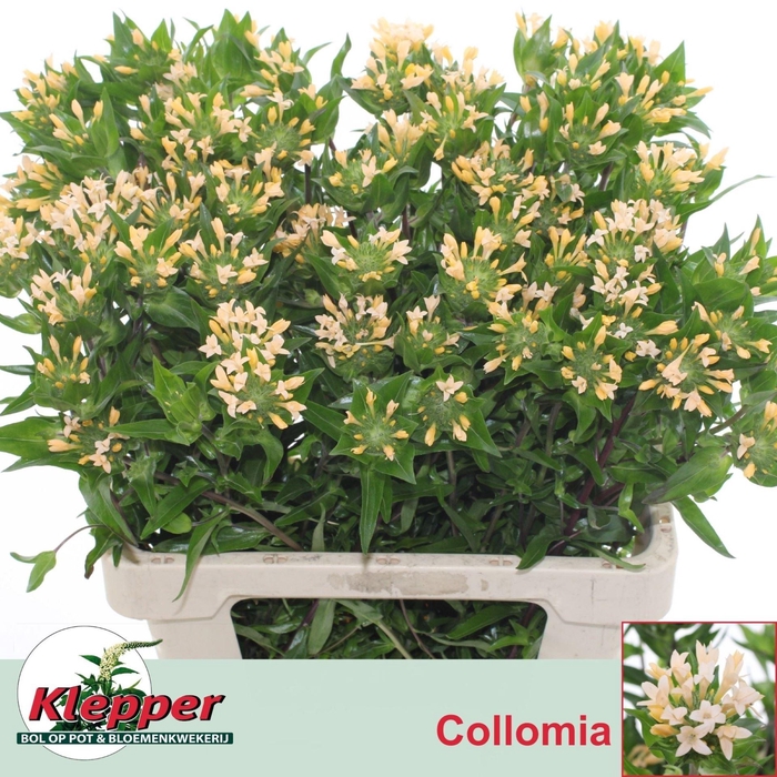<h4>COLLOMIA GRANDIFLORA COLLOMIA GRAND</h4>