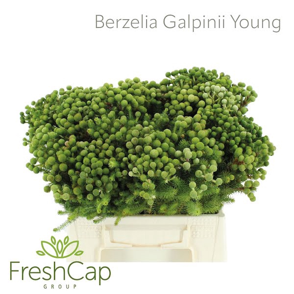 <h4>Berzelia Galpinii (baubles) Young</h4>