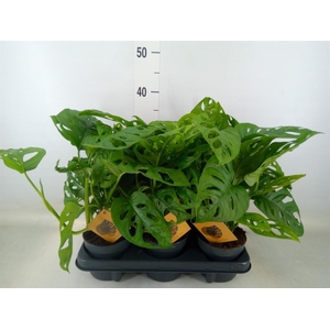 Monstera obliqua 'Monkey Mask'