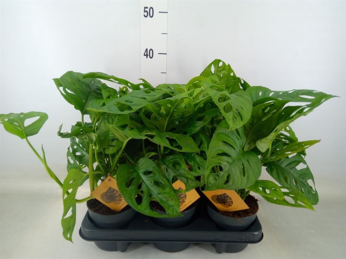 <h4>Monstera obliqua 'Monkey Mask'</h4>