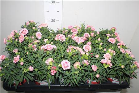 <h4>Dian Sunf Megan</h4>