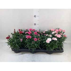 Dianthus  'Oscar'   ...mix