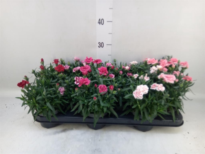 <h4>Dianthus 'Oscar' ...mix</h4>