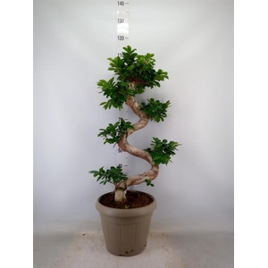 Ficus microcarpa 'Ginseng'
