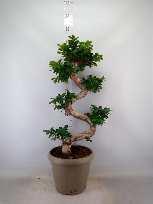 <h4>Ficus microcarpa 'Ginseng'</h4>