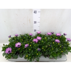 Osteospermum  'Margarita Lilac'