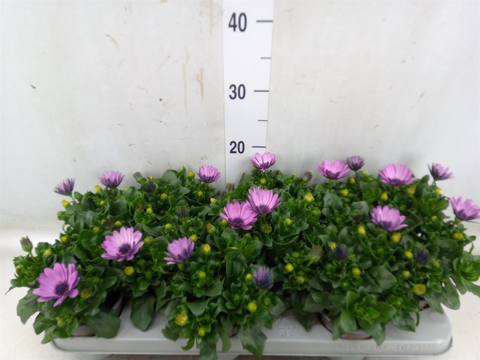 <h4>Osteospermum  'Margarita Lilac'</h4>