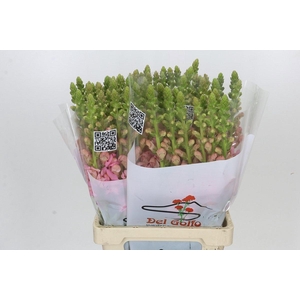 ANTIR POTO EARL PINK