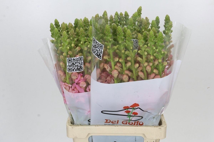 <h4>ANTIR POTO EARL PINK</h4>