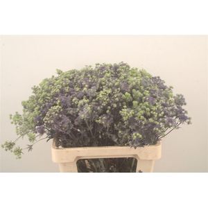 Eryngium Pl Mag Purple Star