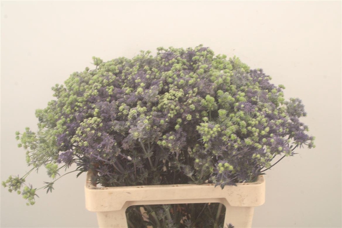 <h4>Eryngium Pl Mag Purple Star</h4>