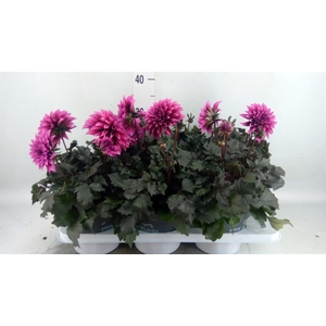 Dahlia  'Gardenetta dark Lavender'