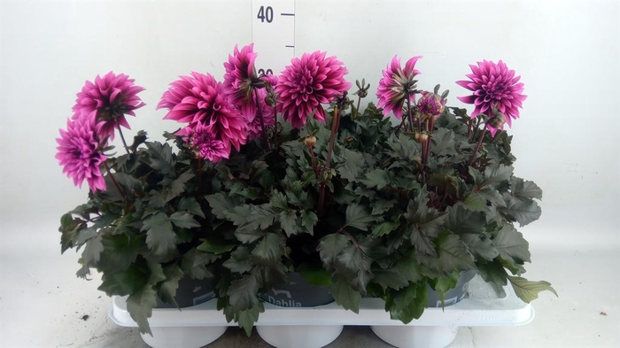 <h4>Dahlia 'Gardenetta dark Lavender'</h4>
