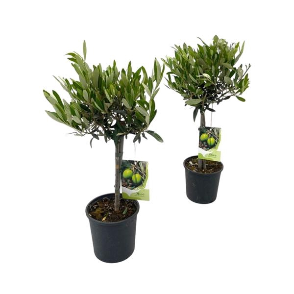 <h4>Olea europaea "op stam"</h4>