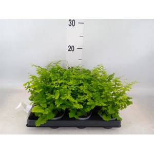 Adiantum raddi. 'Fritz-Luthi'