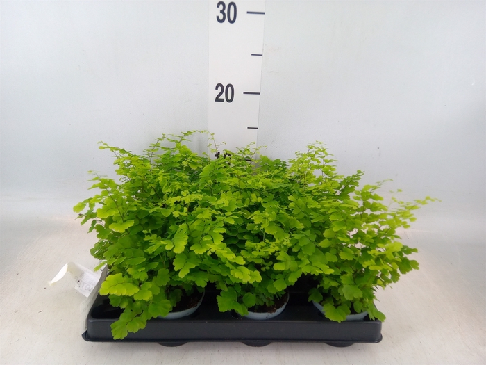 <h4>Adiantum raddi. 'Fritz-Luthi'</h4>