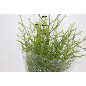 FOLHAGEM LYCOPODIUM