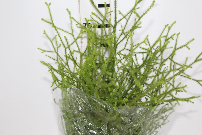 <h4>FOLHAGEM LYCOPODIUM</h4>