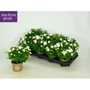 CAMP IS DUBLIN WHITE