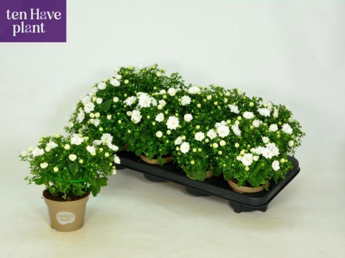 <h4>CAMP IS DUBLIN WHITE</h4>