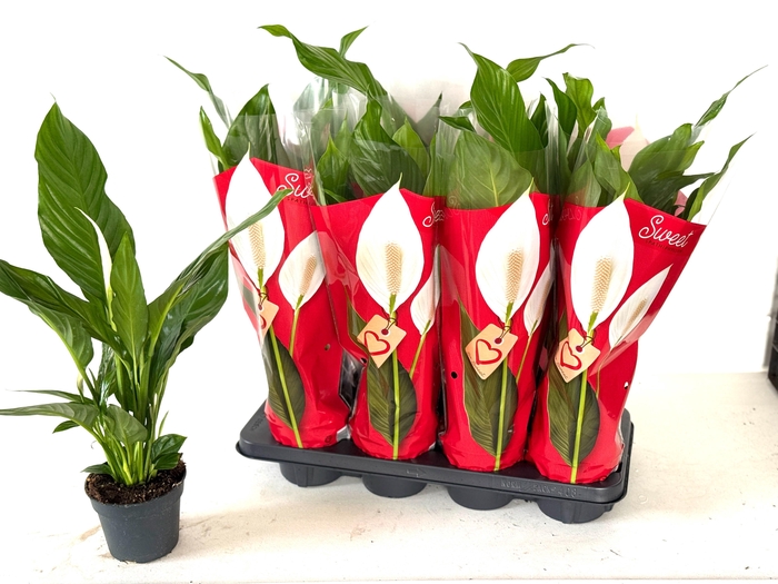 <h4>SPATH SWEET BENITO</h4>