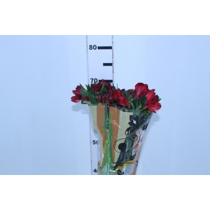 ALSTROEMERIA MERLOT 070 CM VERMELHO