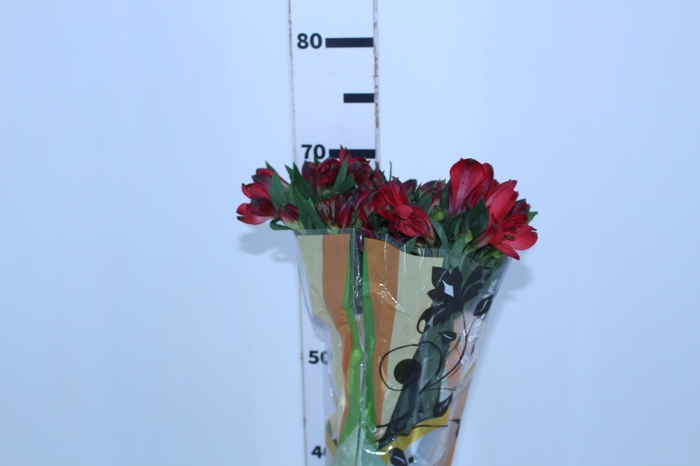 ALSTROEMERIA MERLOT 070 CM VERMELHO