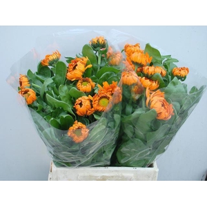 CALEND GREEN SPOT OR